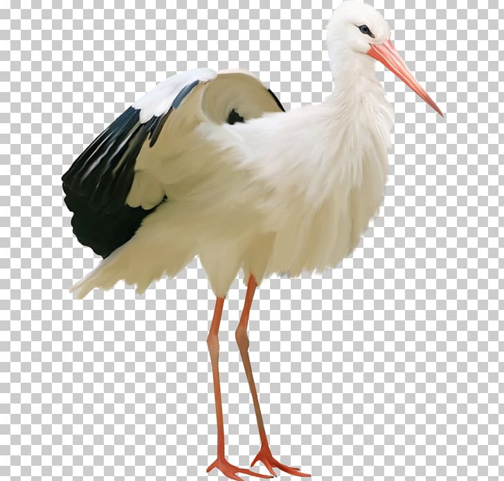 White Stork Water Bird Flamingos Ardea PNG, Clipart, Animals, Ardea, Beak, Bird, Bird Vocalization Free PNG Download