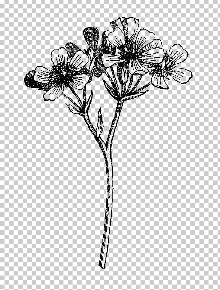 Black And White Wildflower Drawing PNG, Clipart, Art, Black And White, Bot, Botanical Illustration, Botany Free PNG Download