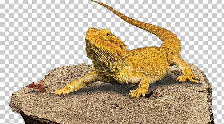 Central Bearded Dragon Reptile Lizard Pet PNG, Clipart, Agama, Agamidae, Animal, Animals, Background Free PNG Download