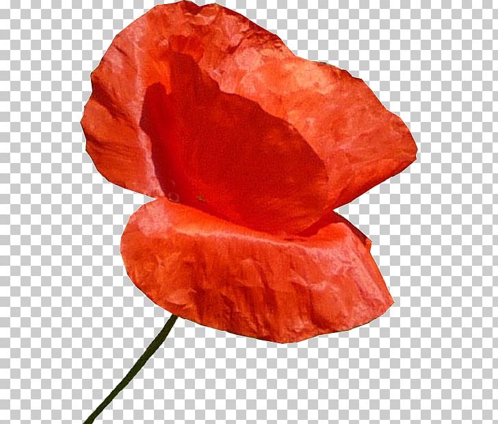 Common Poppy Automobile Club De L'Ouest Red Glass PNG, Clipart,  Free PNG Download