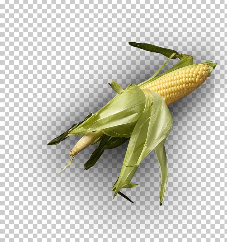 Locust Grasshopper Mantis PNG, Clipart, Billion, Chennai, Cracker, Cricket Like Insect, Encryption Free PNG Download