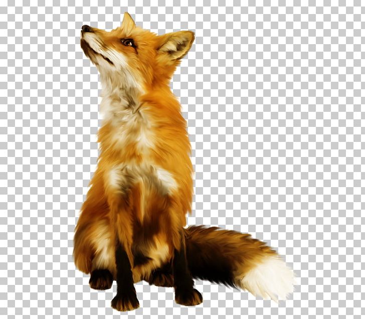 Red Fox Arctic Fox Stock Photography PNG, Clipart, Animals, Animaux, Arctic Fox, Carnivoran, Dhole Free PNG Download