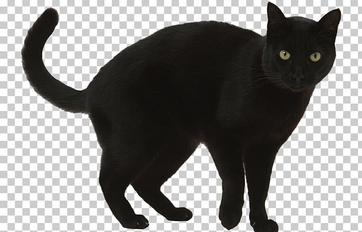 Black Cat Superstition A Wolf Called Romeo PNG, Clipart, Animal, Animals, Animal Shelter, Asian, Black Free PNG Download