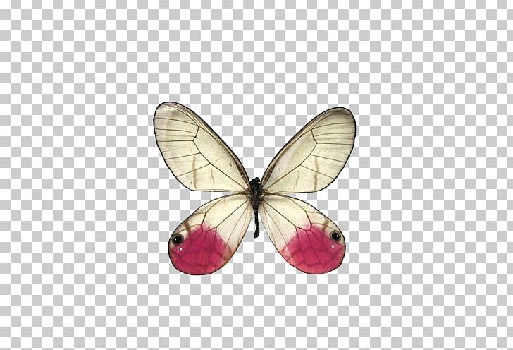 Swallowtail Butterfly Greta Oto Cithaerias Pink PNG, Clipart, Butterflies, Butterflies And Moths, Butterfly, Cithaerias, Cithaerias Aurorina Free PNG Download