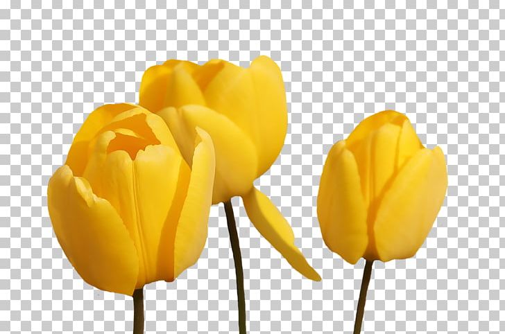 Tulip Desktop Flower PNG, Clipart, Computer Wallpaper, Cut Flowers, Desktop Wallpaper, Deviantart, Download Free PNG Download