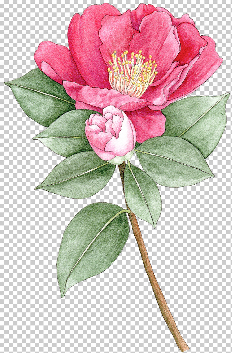 Flower Plant Pink Petal Chinese Peony PNG, Clipart, Camellia, Camellia Sasanqua, Chinese Peony, Common Peony, Cut Flowers Free PNG Download
