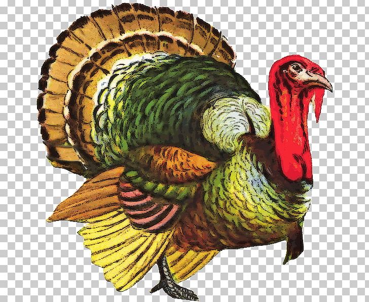Bronze Turkey PNG, Clipart, Animals, Beak, Bird, Computer Icons, Desktop  Wallpaper Free PNG Download