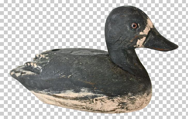 Duck Goose Fauna Beak PNG, Clipart, Beak, Bird, Duck, Ducks Geese And Swans, Fauna Free PNG Download