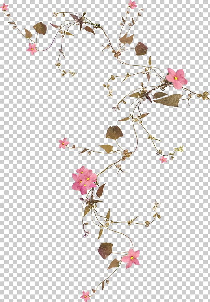Flower Vine Rose Drawing PNG, Clipart, Blossom, Botanical, Branch, Cherry Blossom, Chinarose Free PNG Download