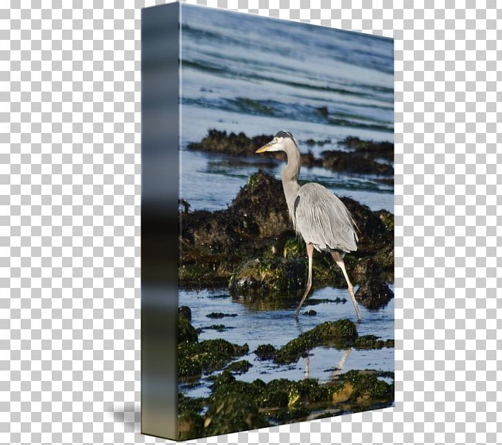 Heron Crane Seabird Beak PNG, Clipart, Beak, Bird, Crane, Crane Like Bird, Fauna Free PNG Download