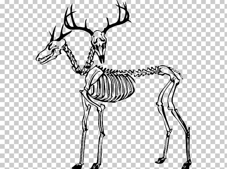Reindeer Turtle Human Skeleton Cat PNG, Clipart, Anatomy, Animal Figure, Antelope, Antler, Artwork Free PNG Download