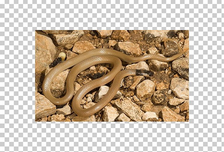 Boa Constrictor Colubrid Snakes Fauna PNG, Clipart, Boa Constrictor, Boas, Colubridae, Colubrid Snakes, Fauna Free PNG Download