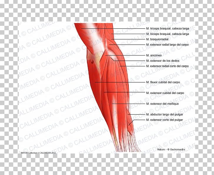 Posterior Compartment Of The Forearm Elbow Muscle PNG, Clipart, Abdomen, Anatomy, Anconeus Muscle, Angle, Arm Free PNG Download