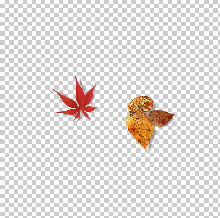 Red Maple Leaf Paper PNG, Clipart, Autumn, Autumn Leaf Color, Autumn Tree, Deciduous, Defoliation Free PNG Download