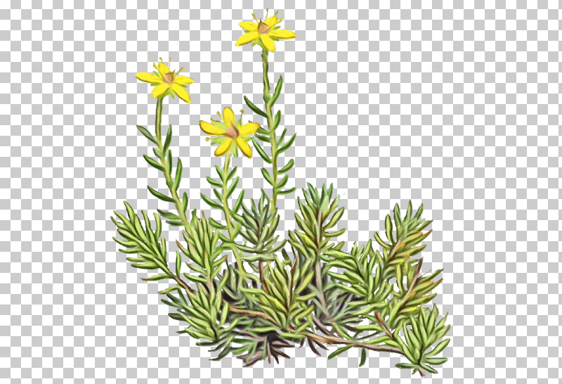 Flower Plant Jack Pine American Larch Lodgepole Pine PNG, Clipart, American Larch, Colorado Spruce, Flower, Jack Pine, Lodgepole Pine Free PNG Download