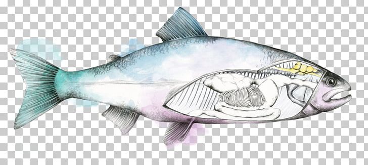 Fish Salmon Trout Bass PNG, Clipart, Animal Figure, Animals, Aquaculture, Bass, Bony Fish Free PNG Download