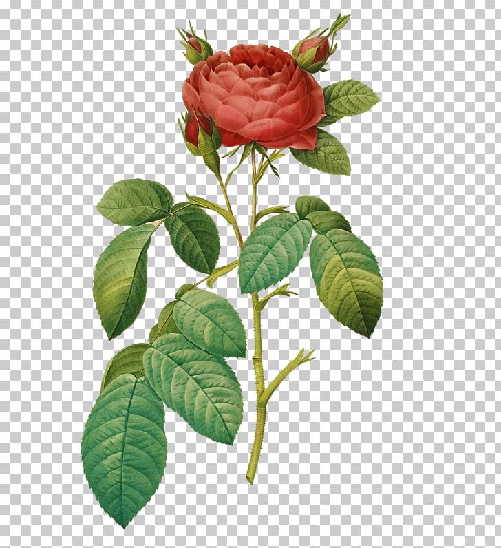 Les Roses Book French Rose Botany PNG, Clipart, Book, Botanical Illustration, Botany, Cut Flowers, Floribunda Free PNG Download