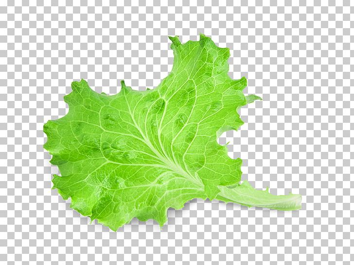 Red Leaf Lettuce Leaf Vegetable Salad PNG, Clipart, Collard Greens, Garnish, Herb, Leaf, Leaf Vegetable Free PNG Download