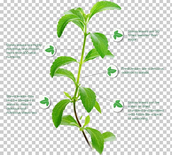 Stevia Candyleaf Plant Steviol Glycoside Stevioside PNG, Clipart, Extract, Food, Food Drinks, Fructose, Herb Free PNG Download