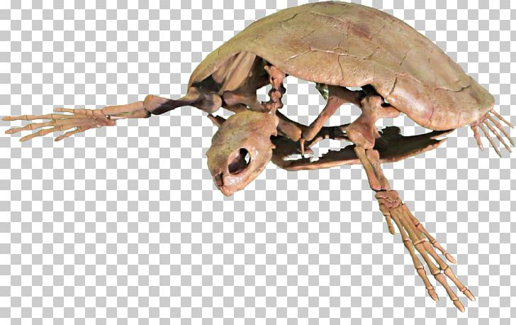 Carolinochelys Oligocene Chandler Bridge Creek Turtle Animal PNG, Clipart, Amphibian, Animal, Carolinochelys, Chandler Bridge Creek, Decapoda Free PNG Download