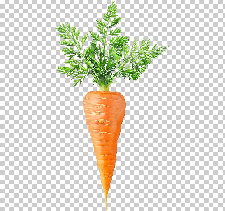 Carrot Cake Stock Photography Juice PNG, Clipart, Arecales, Carrot, Carrot Cake, Carrot Juice, Flowerpot Free PNG Download