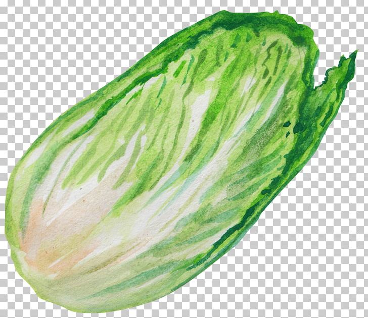 Chinese Cabbage Leaf Vegetable PNG, Clipart, Cabbage, Capsicum Annuum, Chinese, Decoration, Diagram Free PNG Download