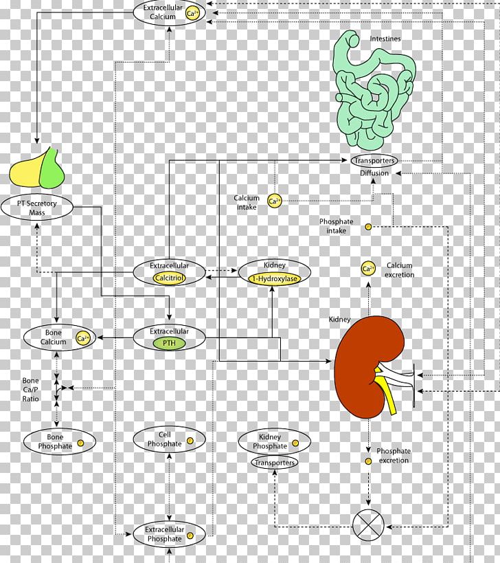 Diagram Calcium Metabolism Parathyroid Hormone Homeostasis PNG, Clipart, Angle, Area, Calc, Calcium, Calcium Channel Free PNG Download