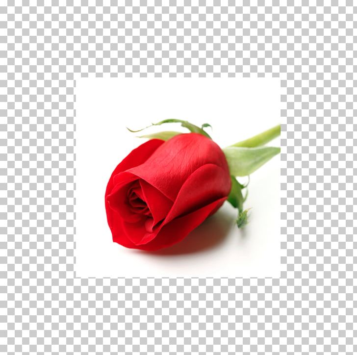 Garden Roses Valentine's Day Flower Red PNG, Clipart,  Free PNG Download