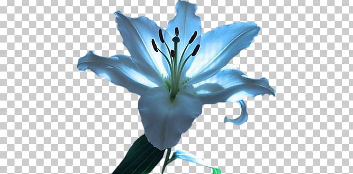 Lilium Animation Perfume Flower PNG, Clipart, Animation, Blue, Cartoon, Color, Flora Free PNG Download