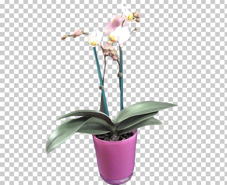 Moth Orchids Cattleya Orchids Houseplant Flowerpot PNG, Clipart, Cattleya, Cattleya Orchids, Flora, Flower, Flowering Plant Free PNG Download