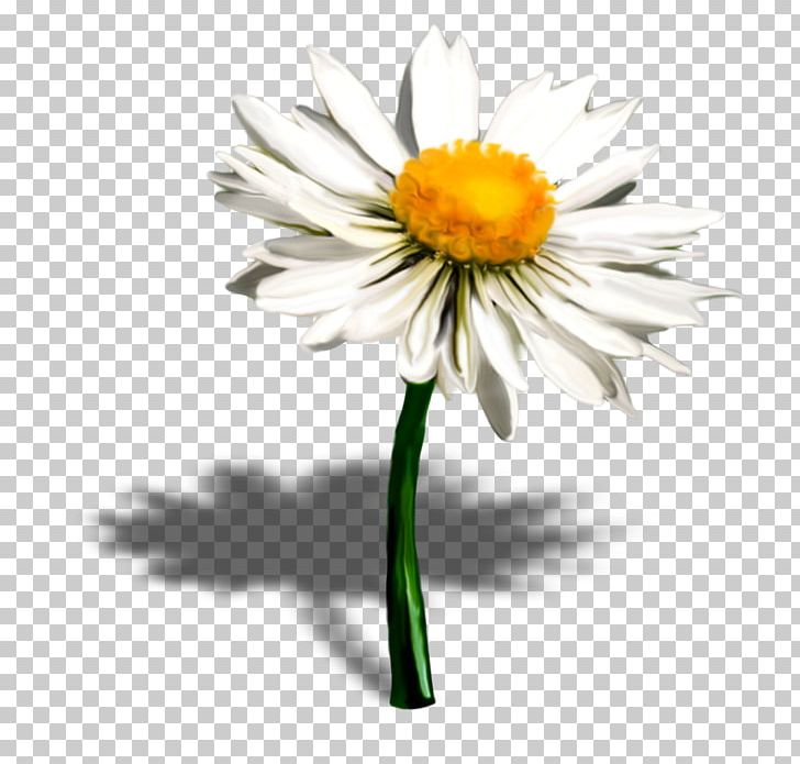Common Daisy Oxeye Daisy Petal Flower Daisy Family PNG, Clipart, Annual Plant, Aster, Blossom, Chamaemelum Nobile, Chamomile Free PNG Download
