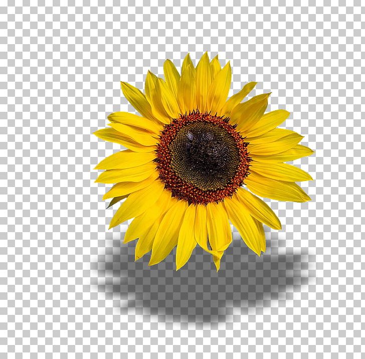 Common Sunflower PNG, Clipart, Asterales, Aycicegi, Bitki, Bitki Ortusu, Cicek Free PNG Download