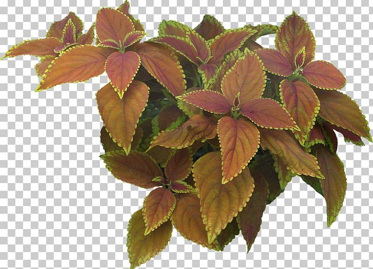Shrub Spiraea Japonica Landscape Tree Plant PNG, Clipart, Bridalwreaths, Bushes, Flower, Flowerpot, French Hydrangea Free PNG Download