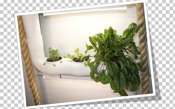 Window Flowerpot Herb Houseplant PNG, Clipart, Flowerpot, Hemp, Hemp Rope, Herb, Houseplant Free PNG Download