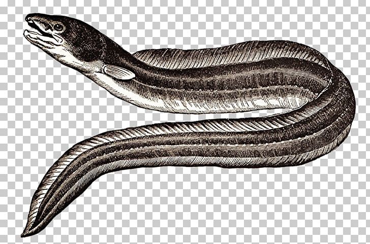 Conger Eel Sargasso Sea Drawing Moray Eel PNG, Clipart, Conger Eel, Coral Reef Snakes, Drawing, Eel, Elapidae Free PNG Download