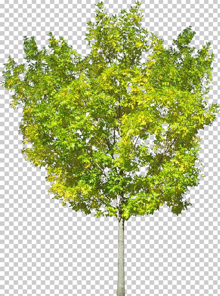 Town29 Tree Computer Software Information PNG, Clipart, Archive File, Branch, Bush, Computer Software, Datenmenge Free PNG Download