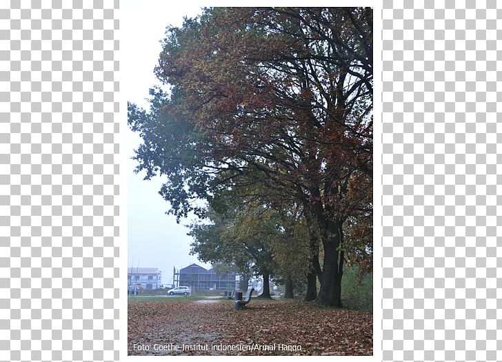Autumn Herbst Ist Da Deciduous Goethe-Institut Leaf PNG, Clipart, Autumn, Branch, Deciduous, Goethe Institut, Goetheinstitut Free PNG Download