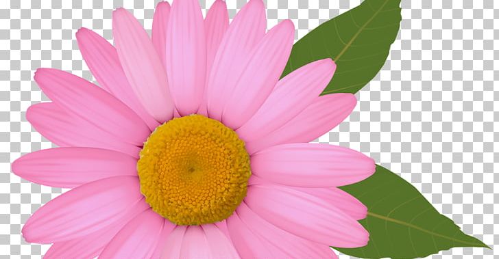 Common Daisy PNG, Clipart, Annual Plant, Aster, Chrysanths, Closeup, Color Free PNG Download