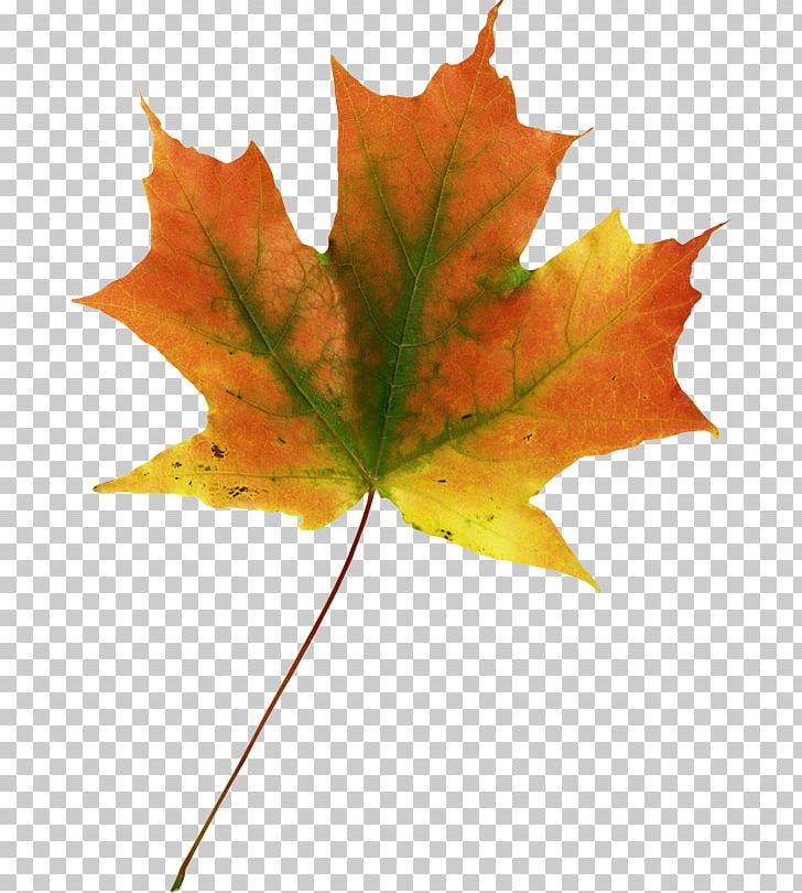Maple Leaf Autumn Leaves PNG, Clipart, Autumn, Autumn Leaf Color, Autumn Leaves, Desktop Wallpaper, Digital Image Free PNG Download