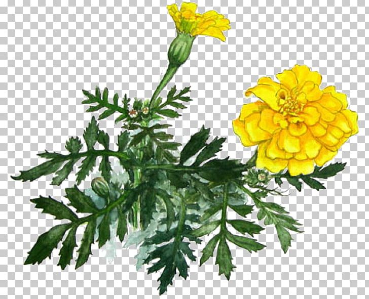 Marigold Yellow Chrysanthemum PNG, Clipart, Chrysanths, Color, Daisy Family, Decoration, Diagram Free PNG Download