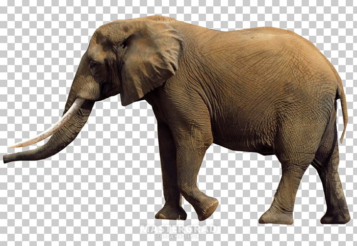 American Pit Bull Terrier Beagle African Bush Elephant African Forest Elephant Sumatran Elephant PNG, Clipart, African Bush Elephant, African Elephant, American Pit Bull Terrier, Animal, Animals Free PNG Download