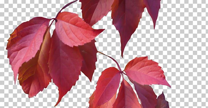 Autumn Leaf Color PNG, Clipart, Autumn, Autumn Leaf Color, Branch, Clip Art, Color Free PNG Download