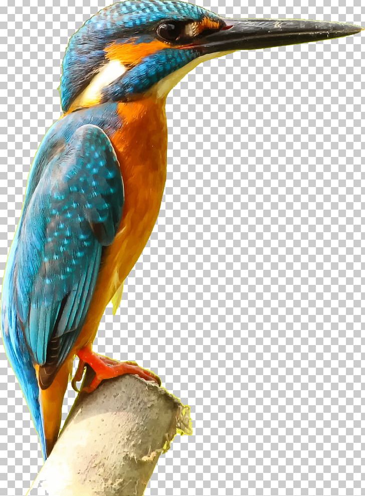 Bird Common Kingfisher Desktop PNG, Clipart, Animals, Beak, Belted Kingfisher, Bird, Clip Art Free PNG Download