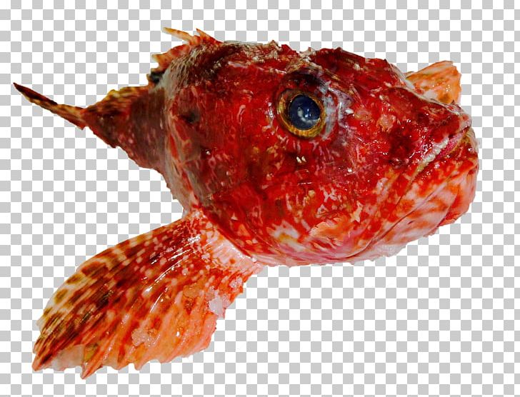 Fish Grouper Common Dentex Red Mullet Sole PNG, Clipart, Amberjack, Animals, Animal Source Foods, Common Dentex, Fish Free PNG Download
