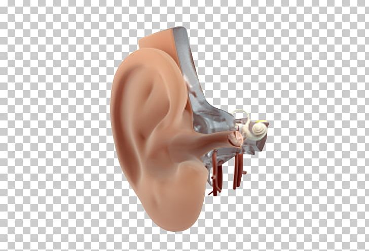 Hearing PNG, Clipart, Chin, Ear, Finger, Hearing, Jaw Free PNG Download