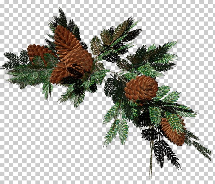 Pine Spruce Conifers Fir Christmas Decoration PNG, Clipart, Branch, Christmas, Christmas Decoration, Christmas Ornament, Conifer Free PNG Download