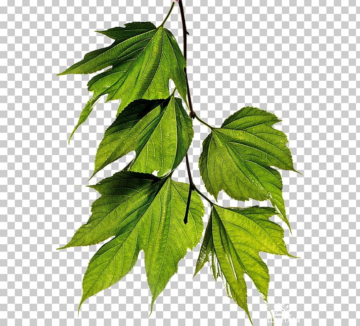 Twig Leaf White Mulberry PNG, Clipart, Branch, Deciduous, Google Images, Leaf, Liver Free PNG Download