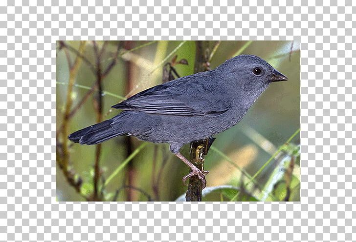 American Sparrows American Crow Finch Beak Wing PNG, Clipart, American Crow, American Sparrows, Animals, Beak, Bird Free PNG Download