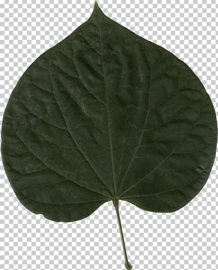 Eastern Redbud Leaf Cercis Chinensis Cercis Siliquastrum Tree PNG, Clipart, Automeris Io, Bud, Cauliflory, Cercis Chinensis, Cercis Siliquastrum Free PNG Download
