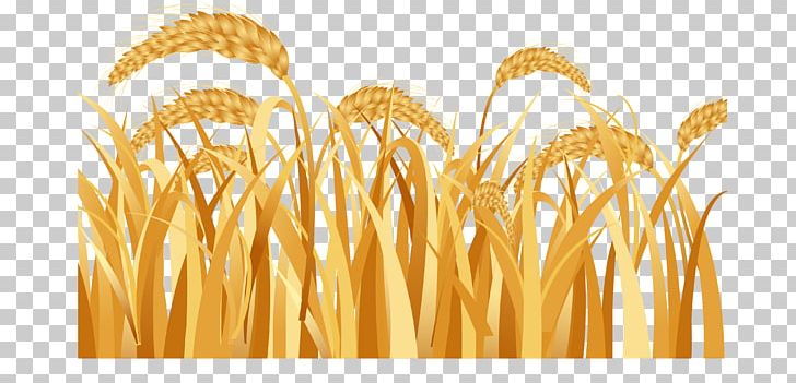 Emmer Ear Harvest Rice PNG, Clipart, Autumn Harvest, Bumper, Cartoon Wheat, Cereal, Cereal Germ Free PNG Download